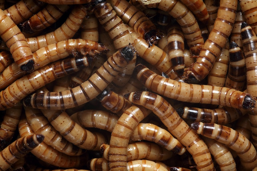 Zoophobas superworms