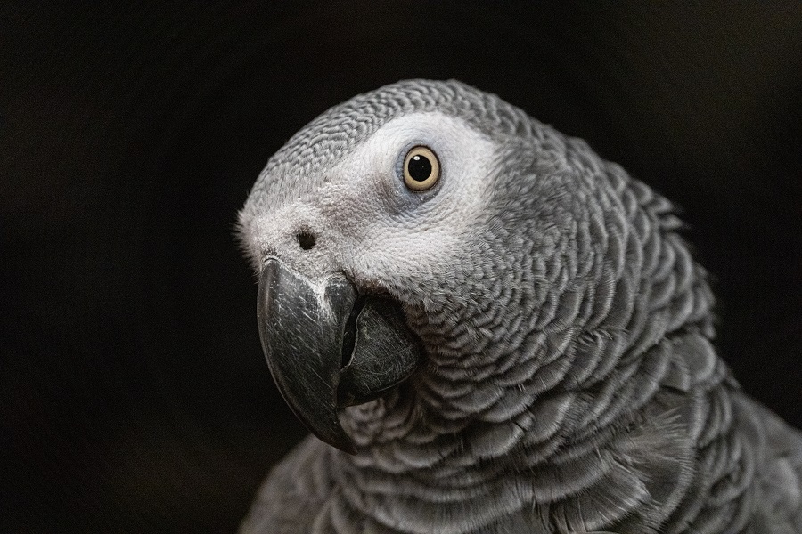 African Grey Parrot Portrait