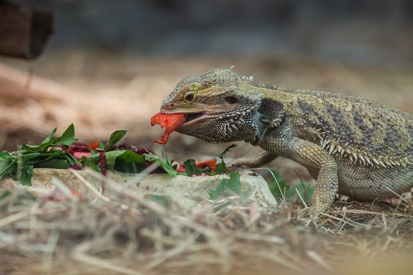 How many superworms should you feed your beardie?