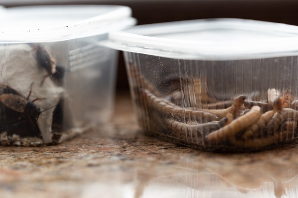 Keeping superworms for your bearded dragon