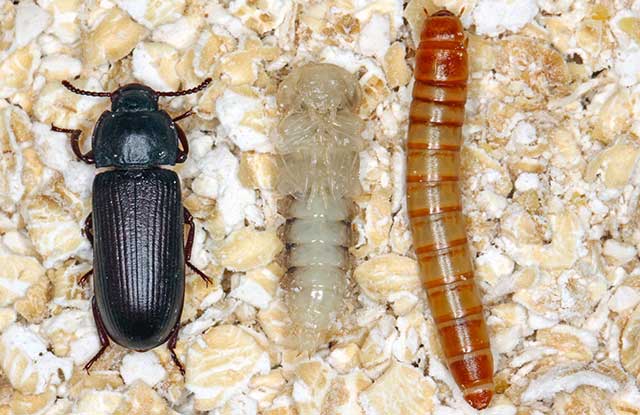 larva pupa and beetle of mealworm beetle Tenebrio molitor