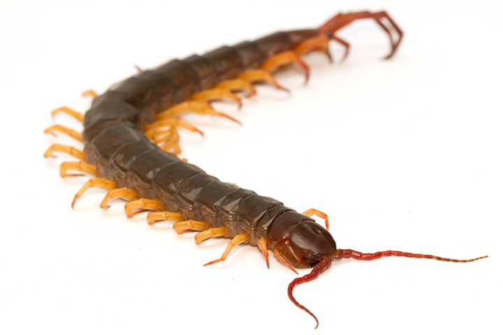 brown centipede