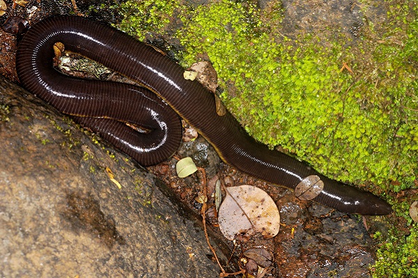 The caecilian head is adapted for the process of burrowing