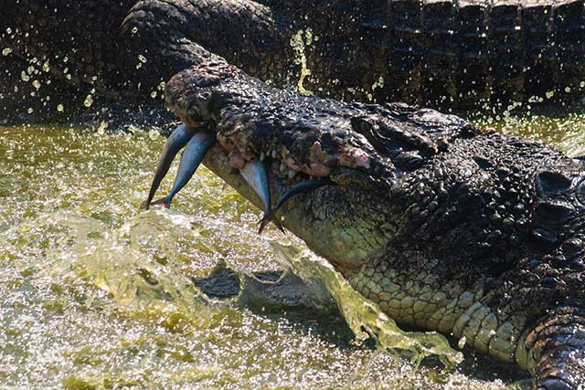 feeding crocodile