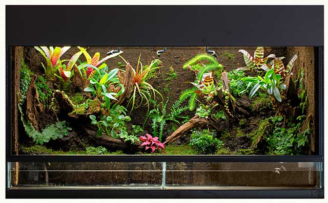 tropical rain forest terrarium