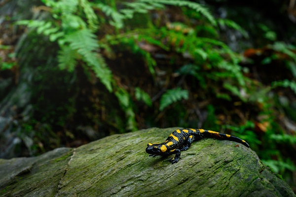 The salamander's habitat and diet