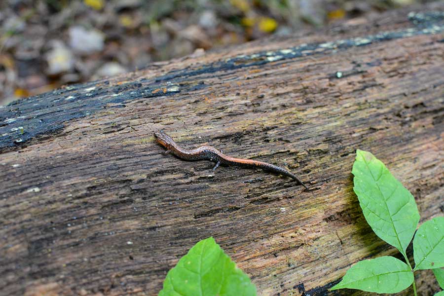 shenandoah salamander