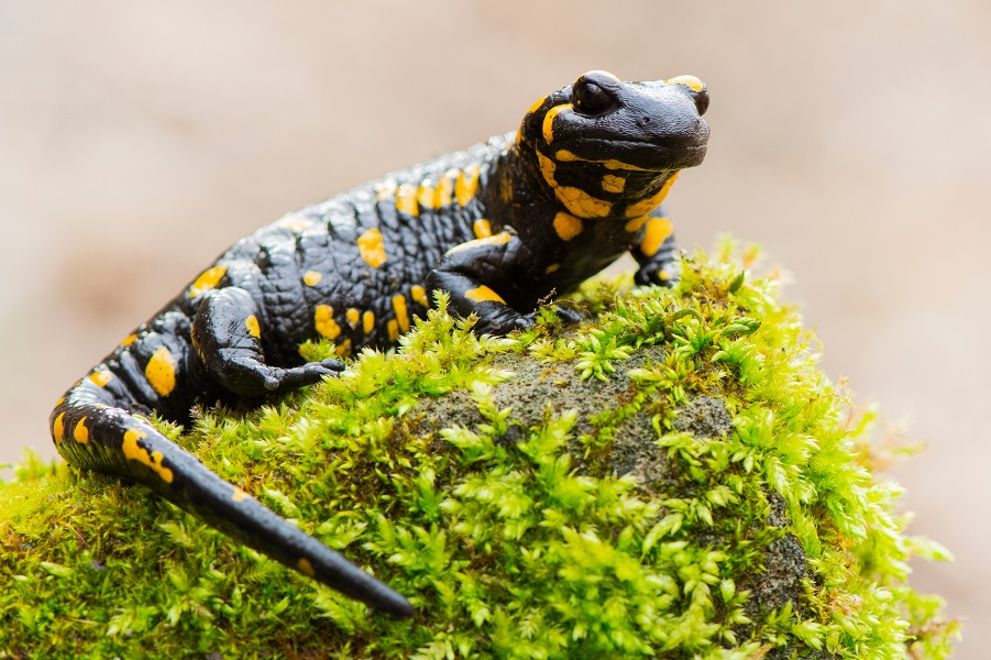 Fire salamander resting in a forest