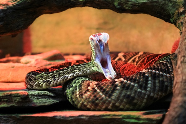 What to do when bitten by a rattlesnake?