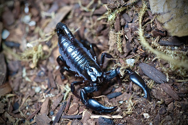  Asian Forest Scorpion