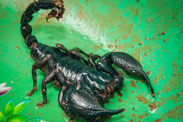 Large-clawed Scorpion