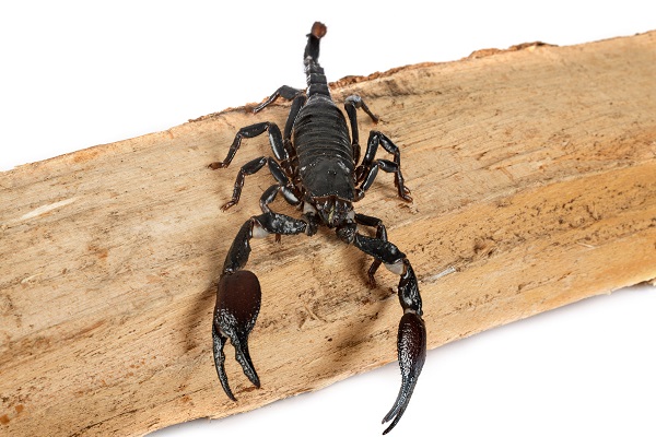 Malaysian Black Scorpion