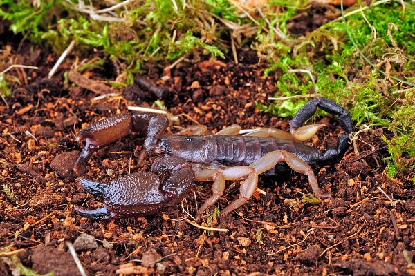 Tanzanian Red-clawed Scorpion