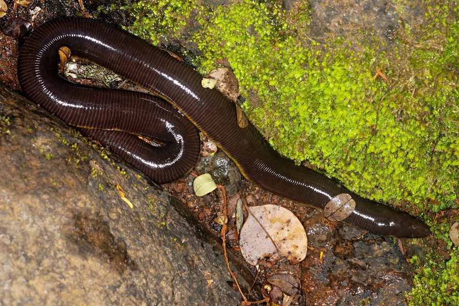 Caecilian, Ichthyophis sp.