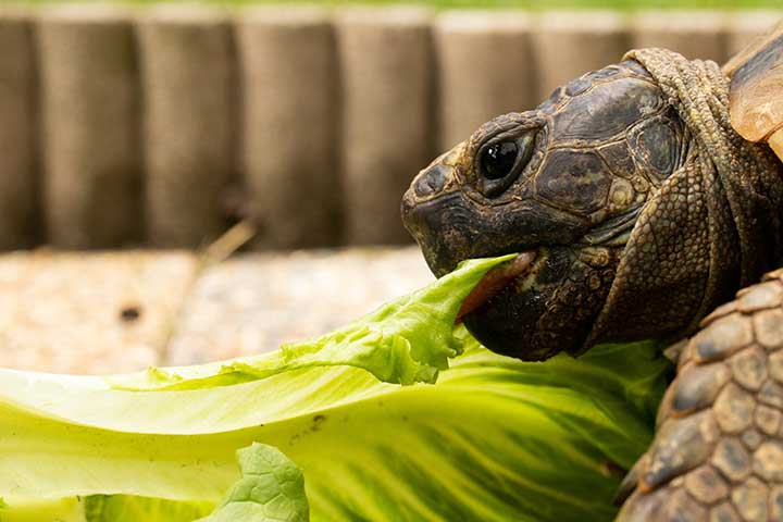 turtle tortoise