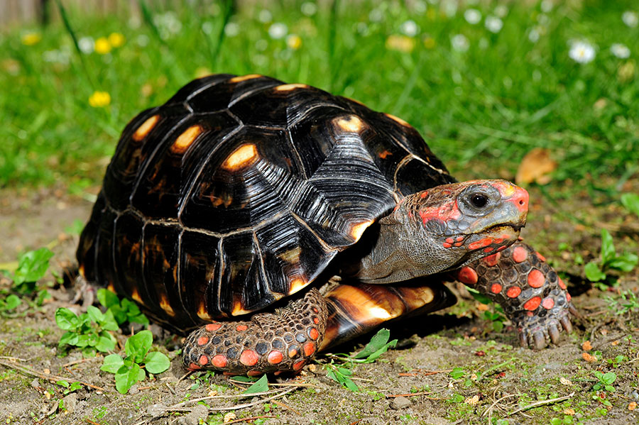 Köhlerschildkröte // Red-footed tortoise (Chelonoidis carbonar