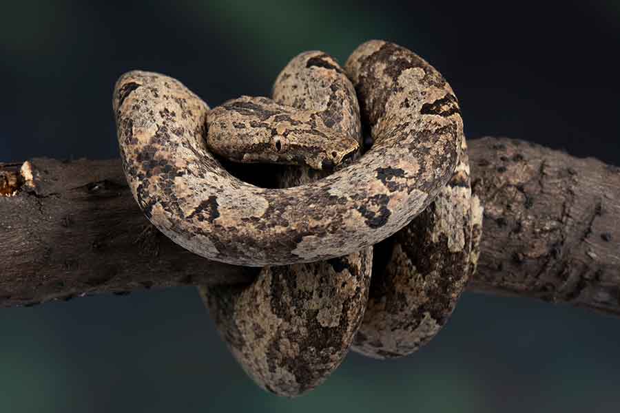 Candoia ground boa snake