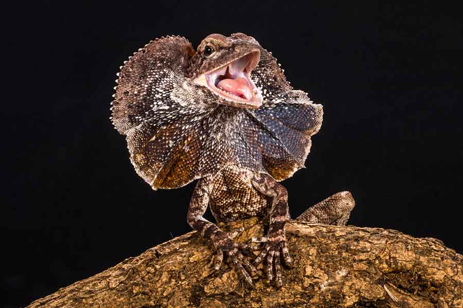 the angry frilled lizard in branch