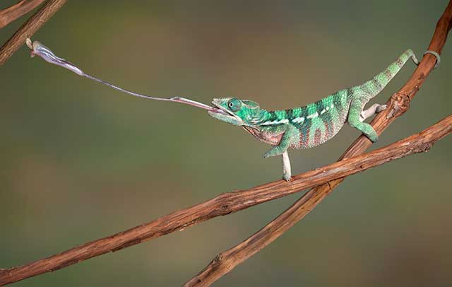 Chameleon shoots out tongue