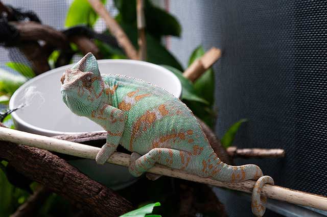 Chameleon Veiled is exotic pet in his enclosure with forest simulation.