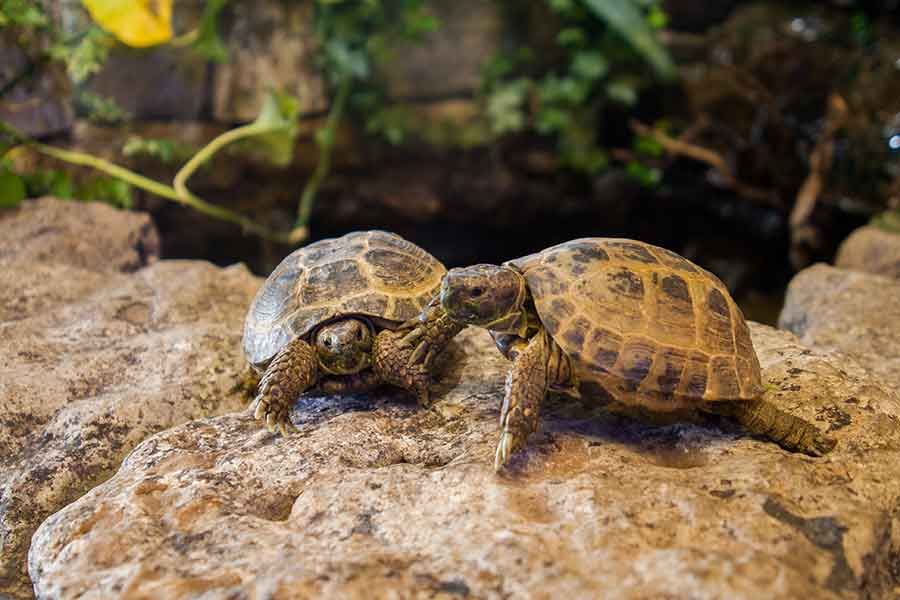 pet tortoises
