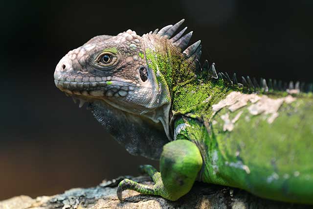 Antillean Iguana