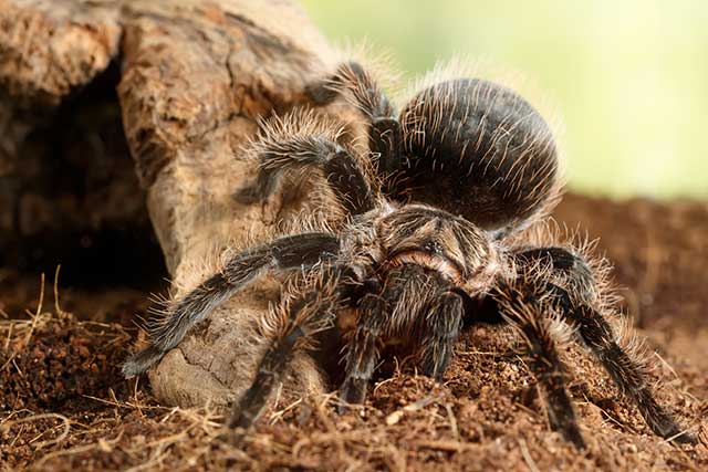 female tarantula